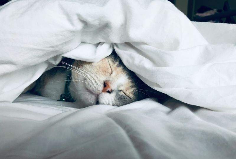 新生活シーズンに見直したい猫の暮らしやすい部屋づくり