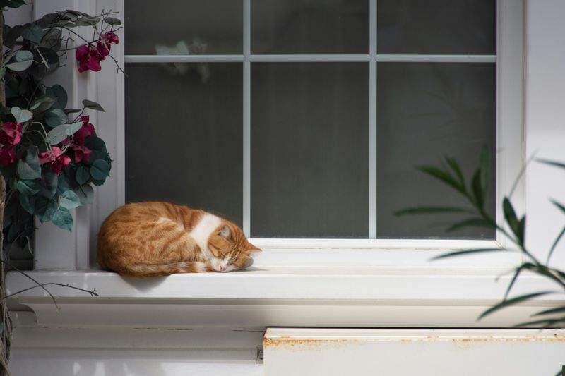 ねこライフサポート株式会社 12