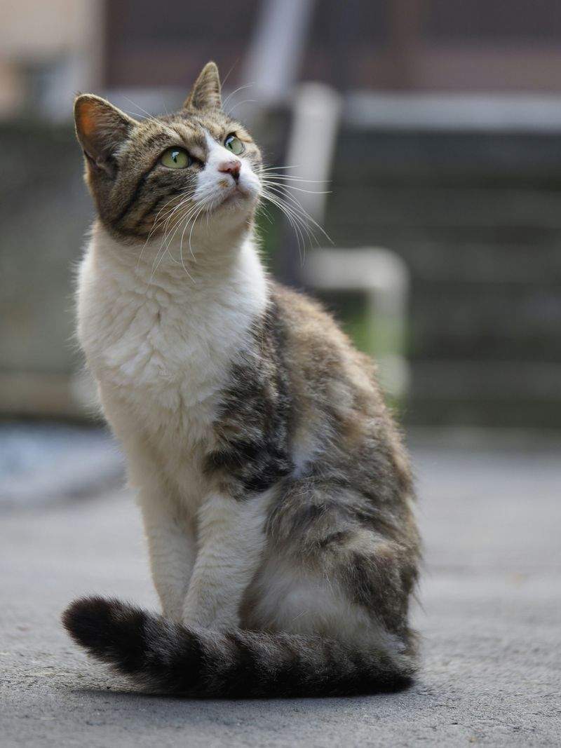 ねこライフサポート株式会社 5