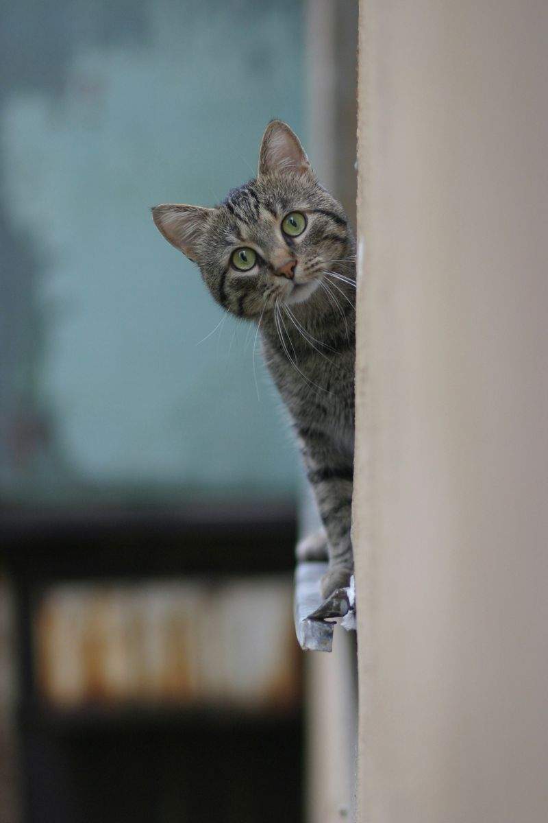 ねこライフサポート株式会社 7
