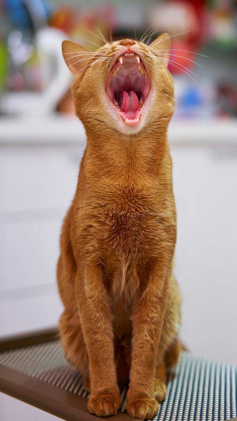 室内飼育環境の改善提案